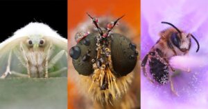 Photographer Turns Fear into Fascination Through Her Macro Insect Shots