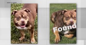 Man bijna opgelicht door nepfoto met gezichtsverwisseling van zijn vermiste hond