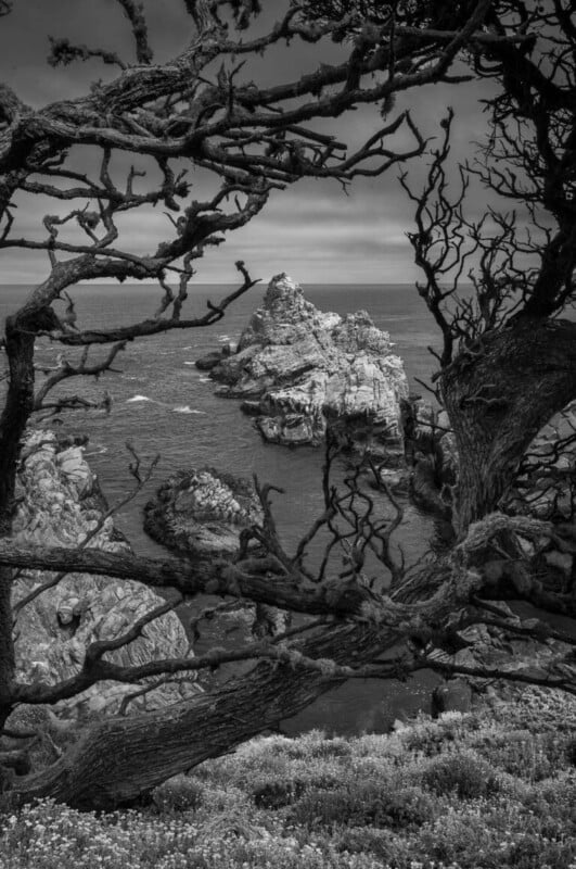 A black and white photo of jagged coastal rocks in the ocean, framed by the dark, twisted branches of a tree in the foreground under a cloudy sky.