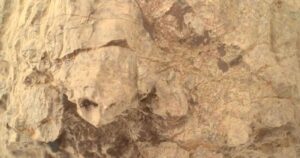 NASA's Perseverance-rover fotografeert een rots op Mars die op een schildpad lijkt