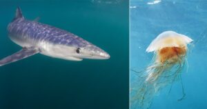 MIT’s LOBSTER AI combineert wetenschap en kunst om de liefde voor de natuur te inspireren