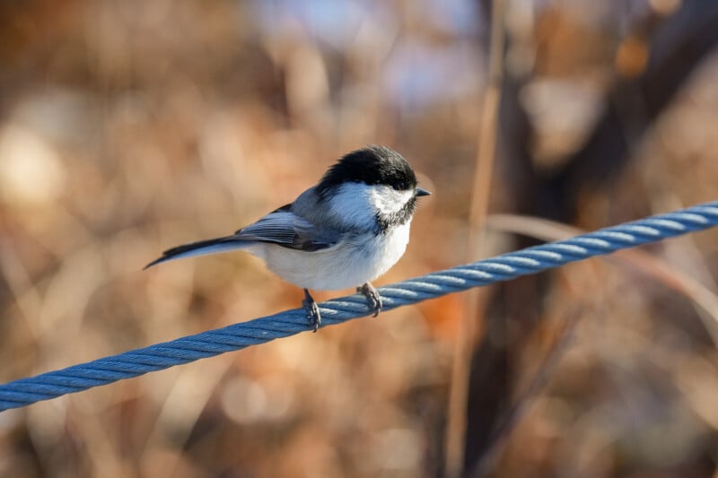 A small black-capped chickadee with a black cap, white cheeks, and gray wings perches on a thick metal wire, with a blurred background of brown and orange foliage.