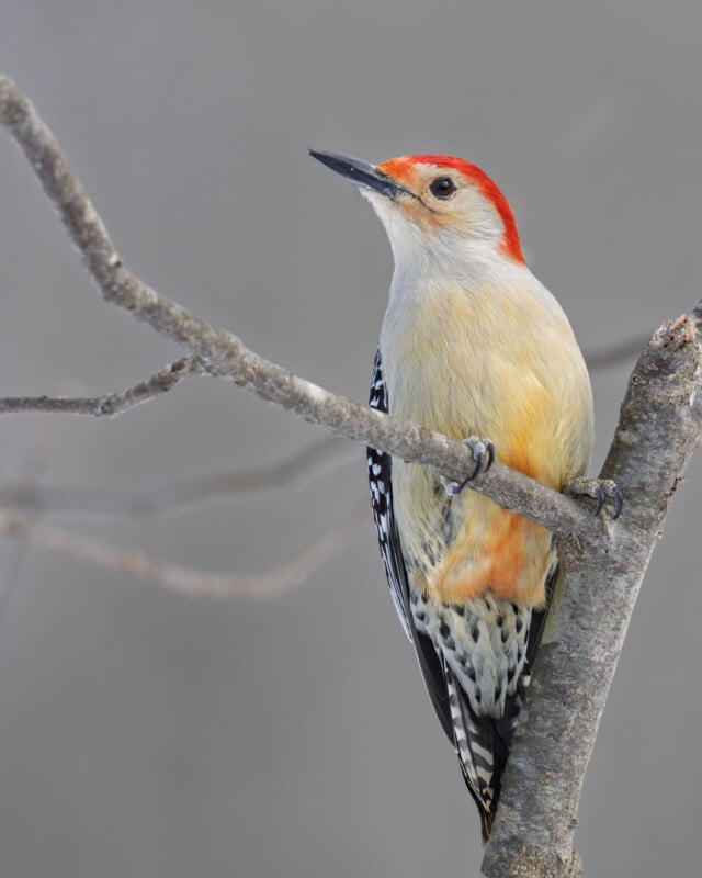 A red-bellied woodpecker with a bright red crown and nape, light gray body, and black-and-white striped wings perches on a slender tree branch against a blurred gray background.