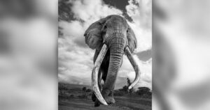 Craig, de door fotografen geliefde Afrikaanse olifant bekend als 'Super Tusker', is overleden