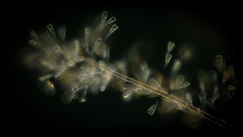 A close up of a plant.