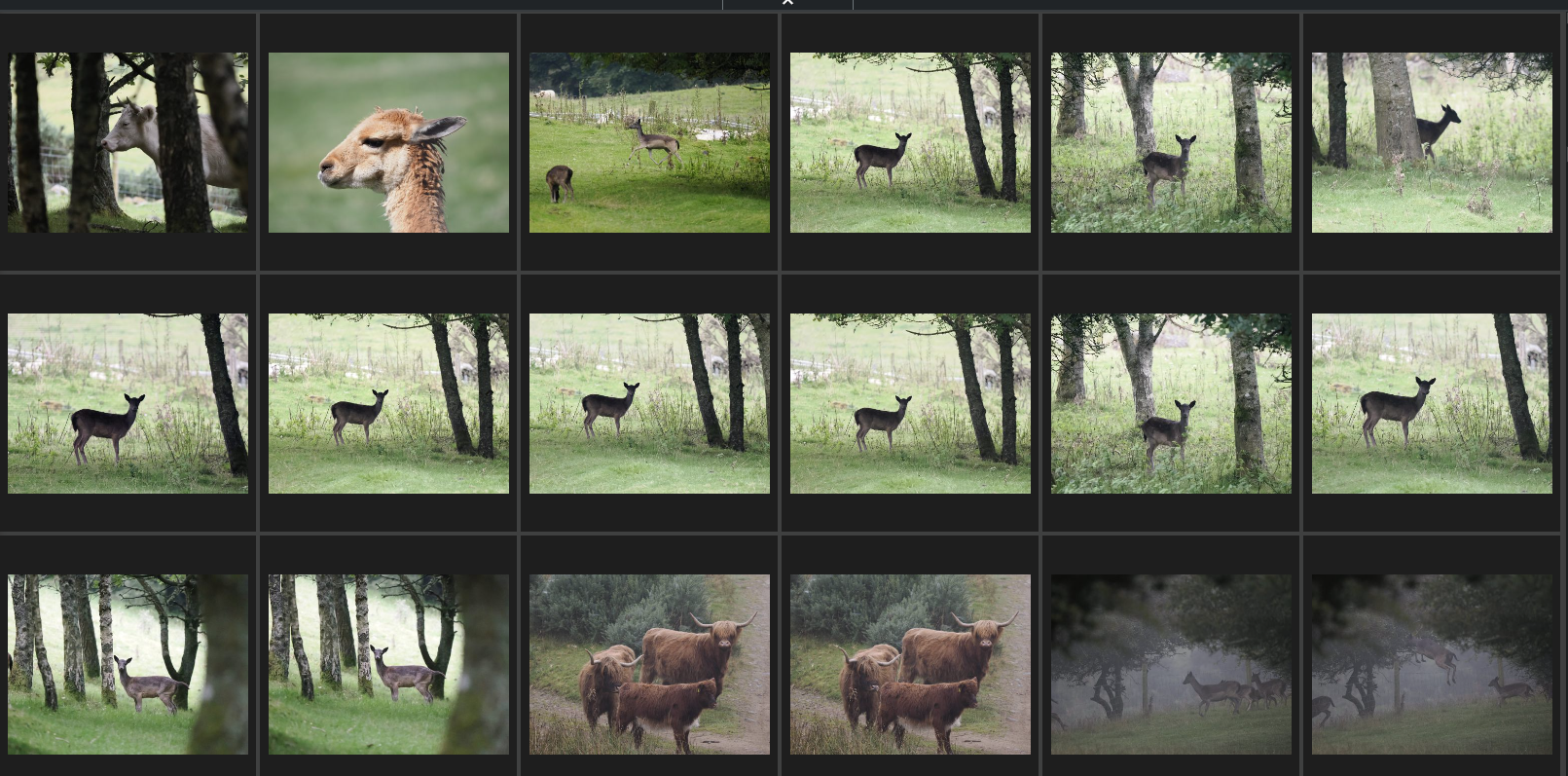 A grid of photos showing deer and cattle in grassy, wooded areas. Most images feature deer standing among trees, with two showing brown cattle with long horns and one close-up of a llama or alpaca.