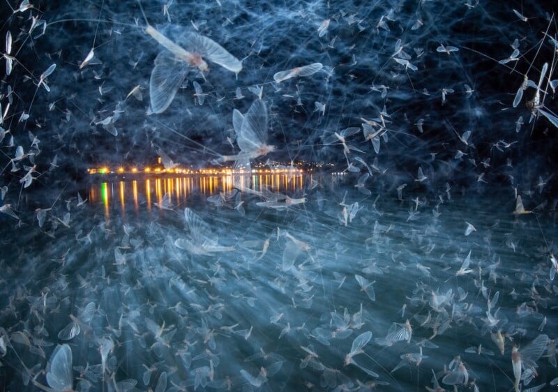 Swarm of mayflies illuminated at night over water, their translucent wings creating a misty effect. City lights and their reflections are visible in the background across the river.