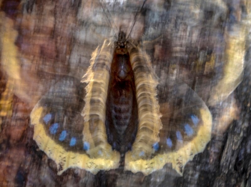 A blurred close-up of a butterfly with yellow-edged wings and blue spots, resting on a textured, brown tree bark background. The motion blur creates a dreamy, abstract effect.