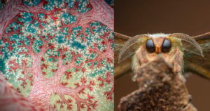 De prachtige winnaars van Close-Up Fotograaf van het Jaar – Editie 7