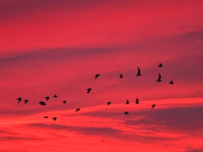 sihhouetted gulls flying against a red sky