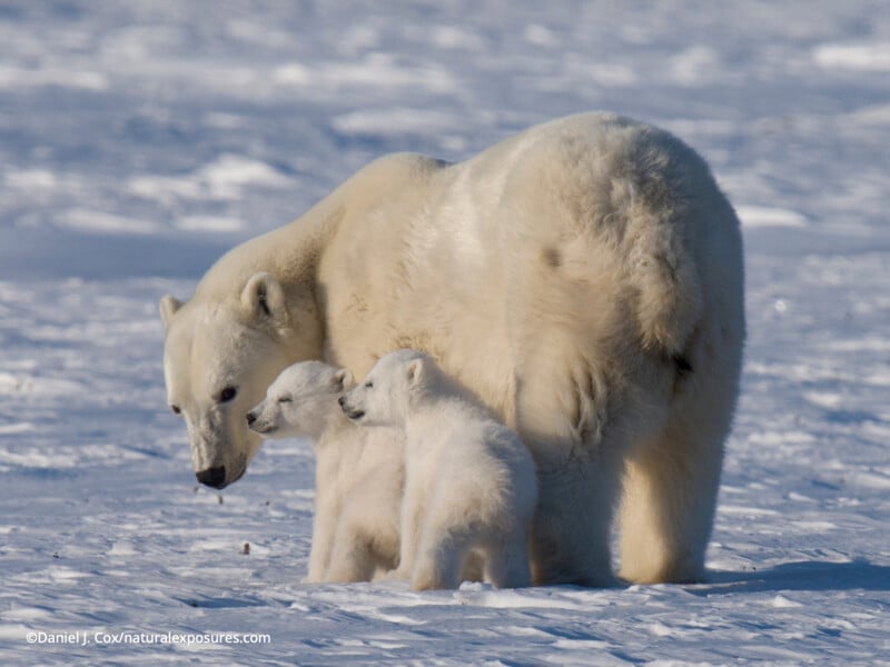 A polar bear stands protectively over two small cubs on a snowy, icy landscape. The mother bear looks down at the cubs as they stand close together in the cold Arctic environment.