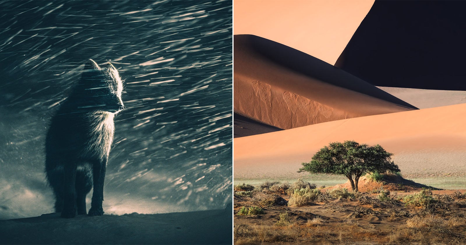 Alle 130 winnaars van de Open Competitie van de Sony World Photography Awards