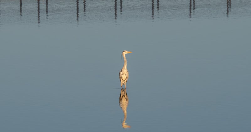 A heron stands still in calm, shallow water, creating a clear reflection of itself; the blue water stretches out around it with faint, blurred reflections of posts in the background.