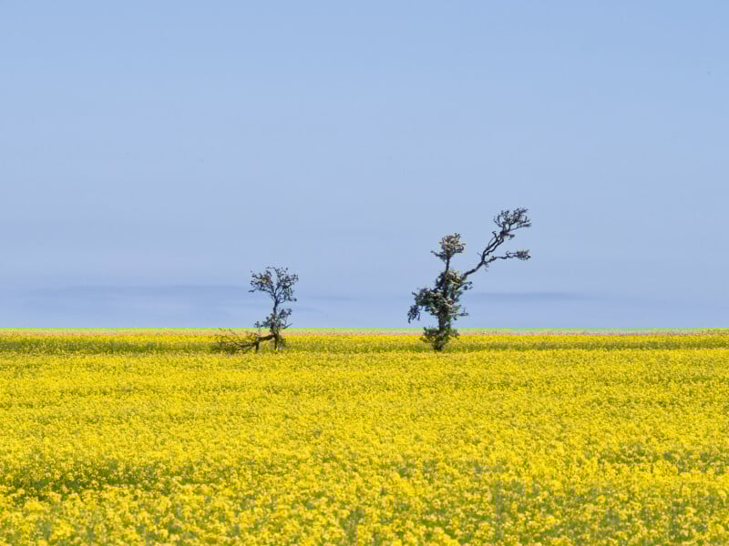 Two sparse trees stand in the middle of a vast yellow field of blooming flowers under a clear blue sky, creating a striking contrast between the bright flowers and the sky.