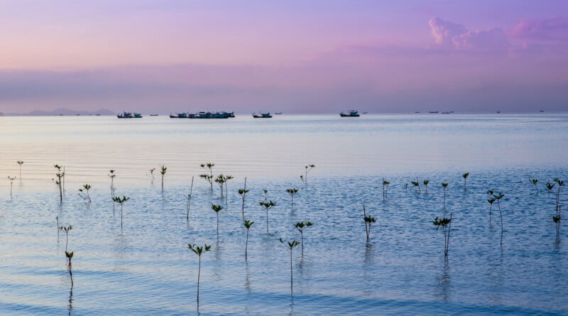 Young mangrove plants grow in calm, shallow water at sunset, with a purple and pink sky. Fishing boats float in the distance, and small hills are barely visible on the horizon.