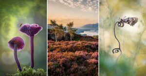 Winnaars van de Inspirerende Internationale Tuinfotograaf van het Jaar