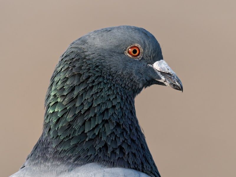 Close-up of a pigeon with iridescent dark feathers and a red eye, facing right, against a plain, light brown background.