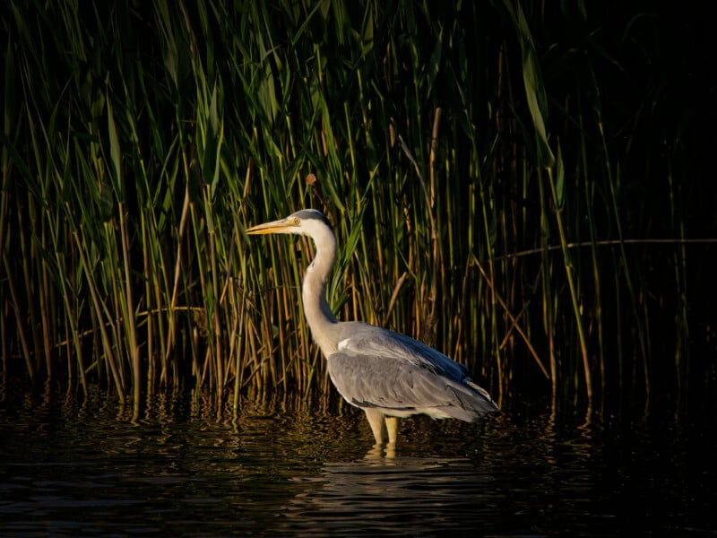 A grey heron stands in shallow water, surrounded by tall green reeds, with warm sunlight highlighting its feathers against a dark background.
