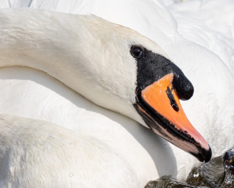Close-up of a swan’s head and neck, showing its white feathers, black facial markings, and bright orange beak. The swan is resting its head on its body, creating a serene and peaceful scene.