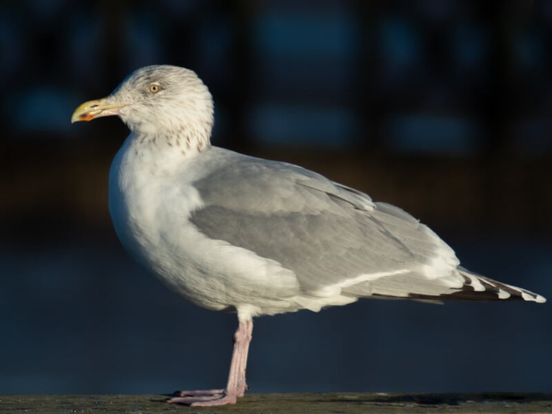 A close-up side view of a seagull standing on a surface, with gray and white feathers and a yellow beak, against a blurred dark blue background.