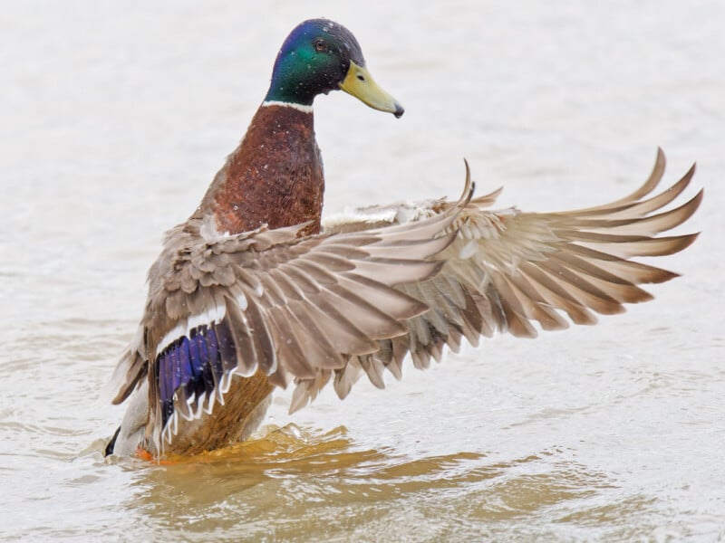 A male mallard duck with iridescent green head and blue wing patch stands in shallow water, spreading its wings wide while droplets of water spray around.