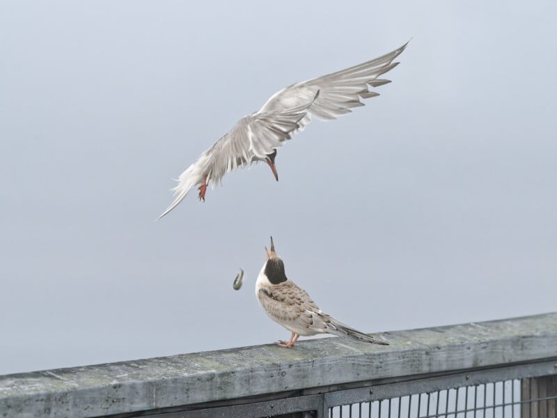 A bird standing on a metal railing looks up with its beak open as another bird hovers above, dropping a small fish towards it against a gray background.