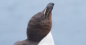 Gids voor beginners in vogelfotografie: essentiële uitrusting en basisinstellingen