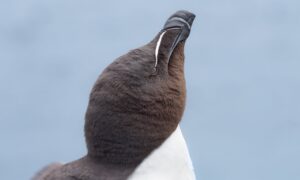 Gids voor beginners in vogelfotografie: essentiële uitrusting en basisinstellingen