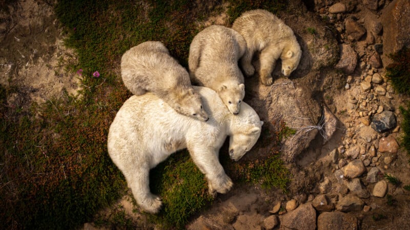 Aerial view of a polar bear lying on the ground with three polar bear cubs cuddling closely against her on rocky, mossy terrain.
