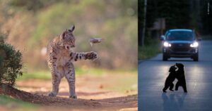 Het volk heeft gesproken: winnaar van de prestigieuze Wildlife Photographer of the Year-prijs bekendgemaakt