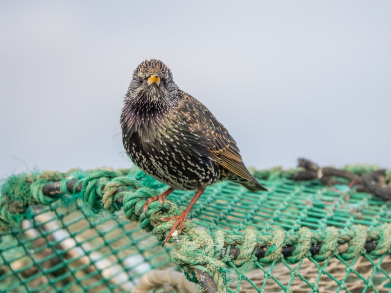 A European starling with speckled plumage stands on a green, netted surface, possibly a fishing trap, against a light blue sky background.
