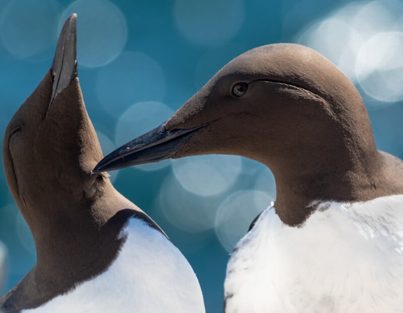 Two guillemots with brown heads and white bodies interact closely; one appears to be preening the other's neck, set against a soft blue background with circular light patterns.