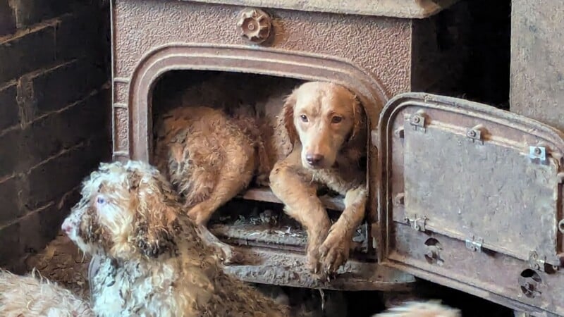 A muddy dog is lying inside an old, rusty wood stove with its front legs hanging out, while another dirty dog sits nearby. Both dogs appear unkempt and are surrounded by a dirty environment.