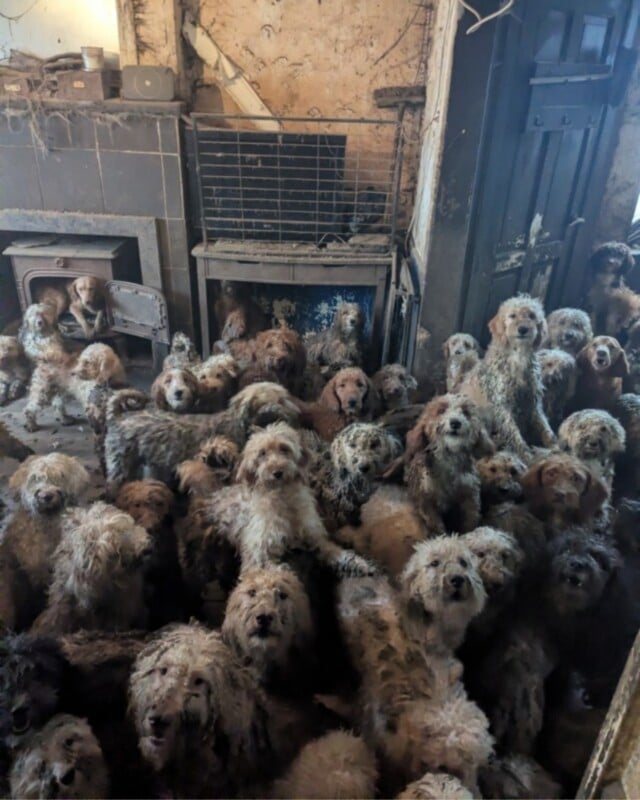 A large group of dirty, matted dogs crowded together in a grimy, cluttered room with worn walls and a fireplace, looking up at the camera.