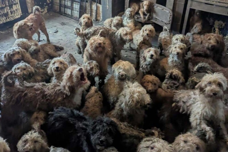 A large group of dirty, matted dogs crowded together inside a dim, cluttered room with worn, stained walls and floors, looking up toward the camera.