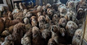 Dierenliefdadigheidsorganisatie gedwongen te ontkennen dat een door AI gegenereerde foto schokkend is