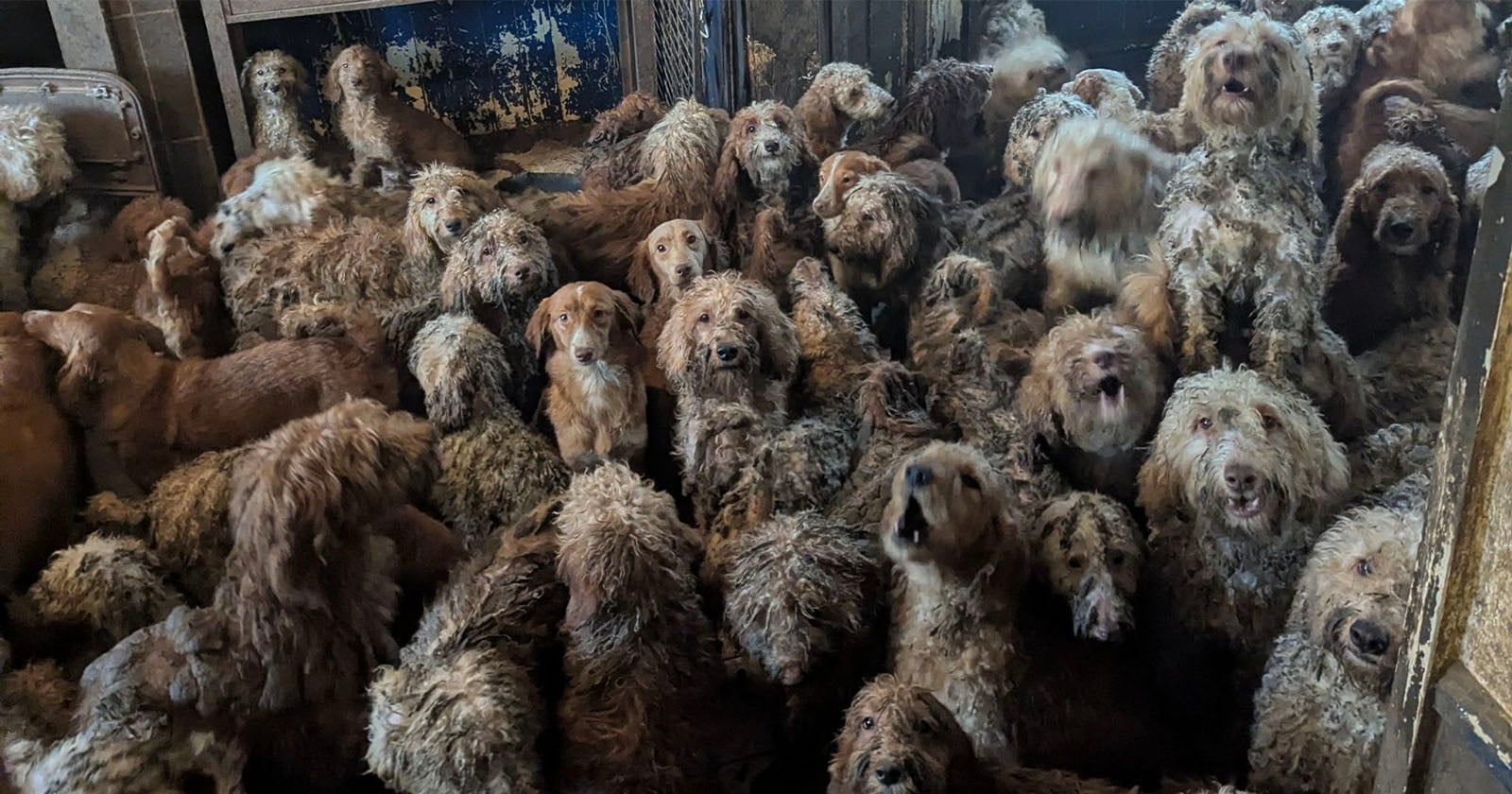 Dierenliefdadigheidsorganisatie gedwongen te ontkennen dat een door AI gegenereerde foto schokkend is