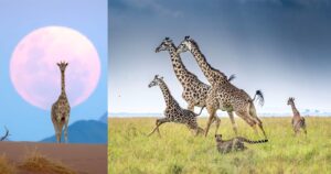 20 Spectaculaire Giraffoto’s uit de Remembering Wildlife-fotowedstrijd