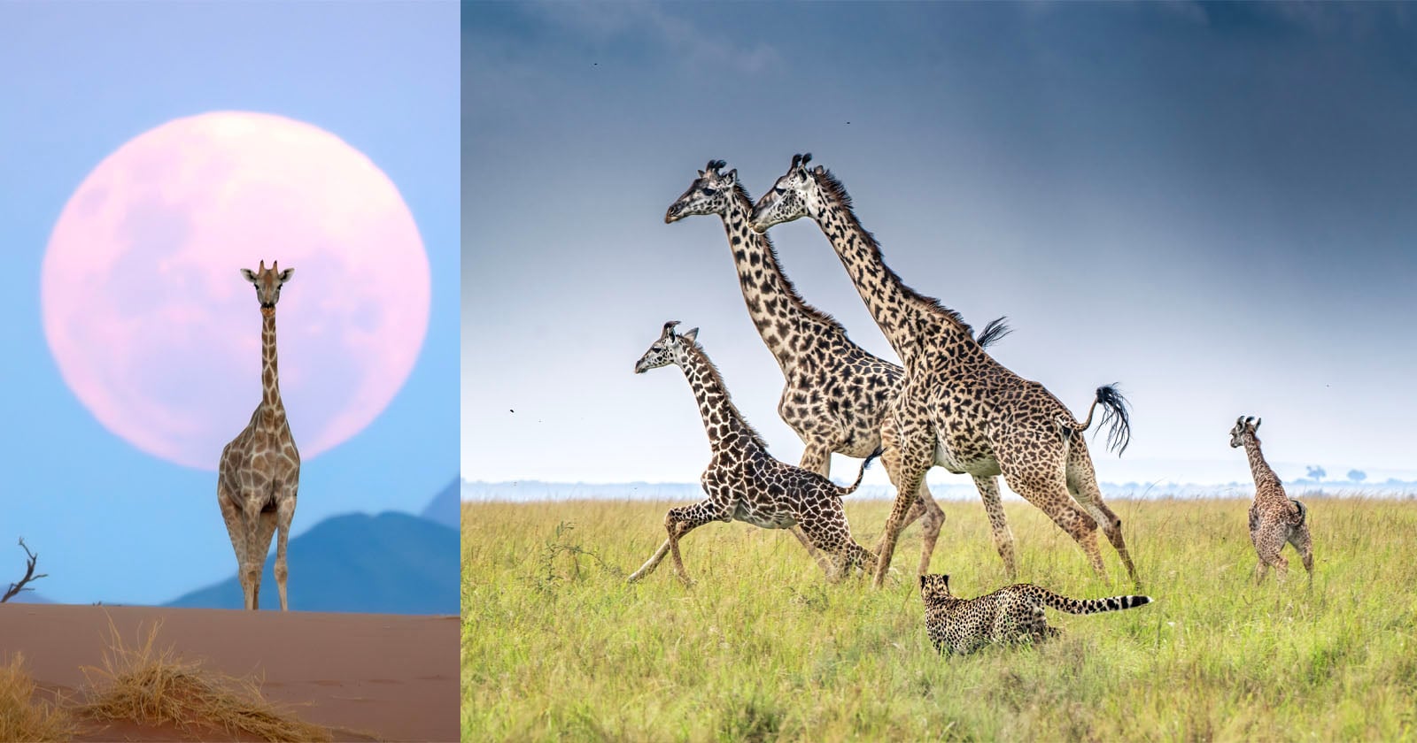 20 Spectaculaire Giraffoto’s uit de Remembering Wildlife-fotowedstrijd