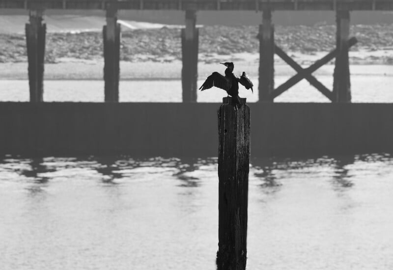A bird perches on top of a weathered wooden post near the water, spreading its wings. In the background, a pier and shoreline are visible in black and white.