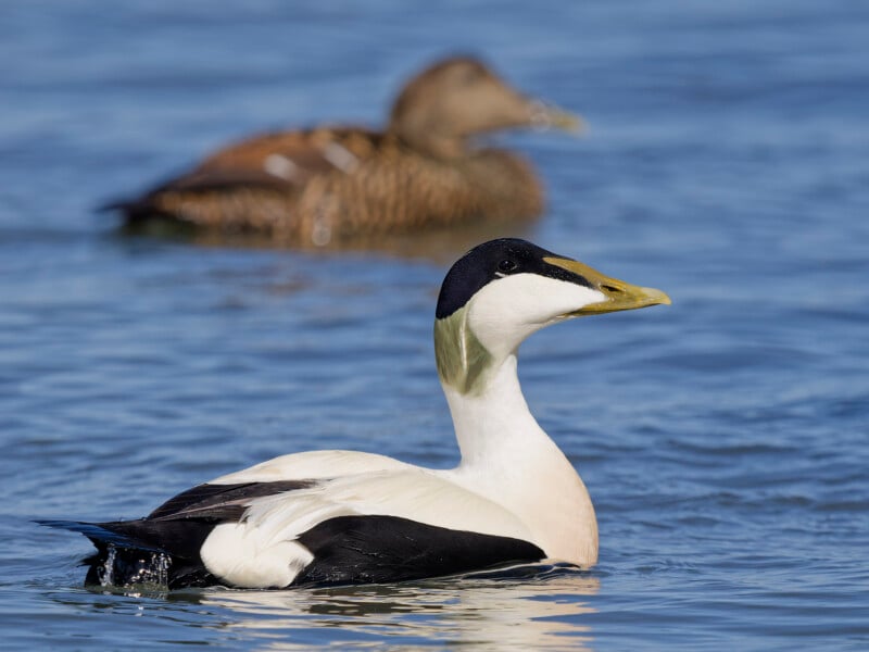 A male common eider with striking black and white plumage swims on blue water, with a brown female eider blurred in the background.