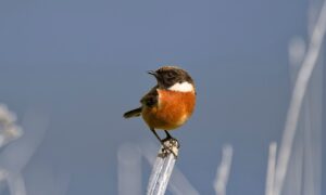 De Achtergrond van je Foto Kan Net Zo Belangrijk Zijn als het Onderwerp