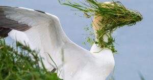 Fotograaf tovert de pech van een vogel om in een overwinning bij de Comedy Wildlife Awards
