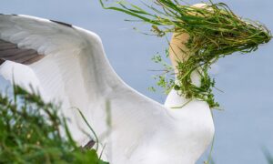 Fotograaf tovert de pech van een vogel om in een overwinning bij de Comedy Wildlife Awards