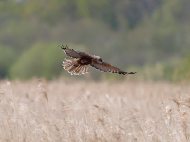 A brown bird of prey soars low over a field of tall, pale grasses, with blurred green trees in the background under a clear sky.