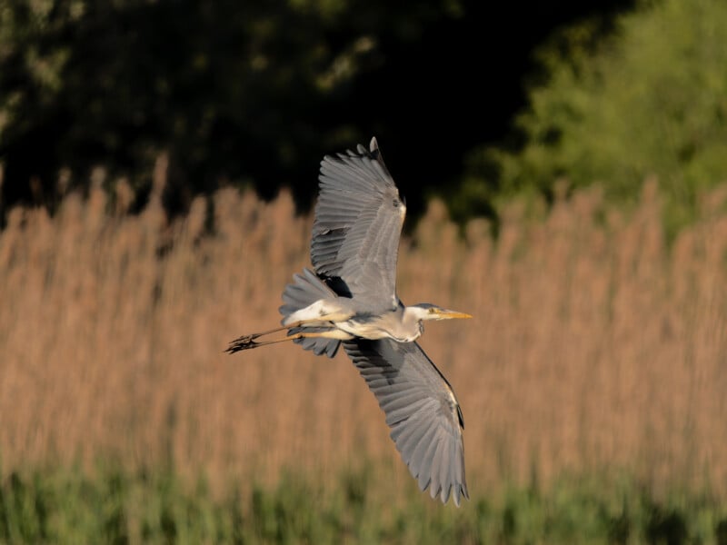 A large gray heron flies with outstretched wings over tall reeds, with a blurred background of green foliage and brown grasses.