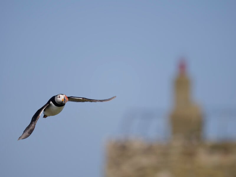 A puffin with black and white feathers and an orange beak flies with outstretched wings against a clear blue sky; a blurred stone structure is in the background.