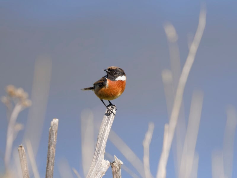 A small bird with a black head, white neck stripe, and rust-orange chest perches on a dry stem against a blurred blue and beige background.