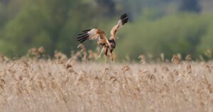 Fotolessen uit In de Ban van de Ring