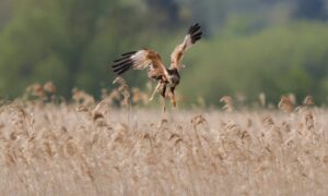 Fotolessen uit In de Ban van de Ring